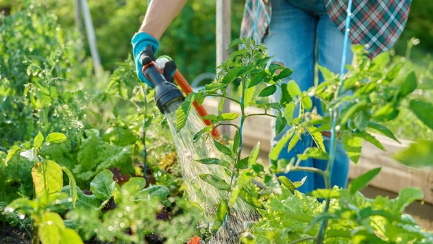 Как часто поливать помидоры в жару и не навредить растениям