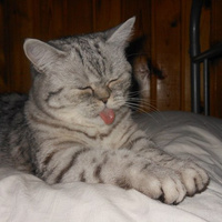 Аватарка coleeva.elena