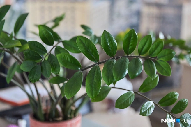 Главное в уходе за замиокулькасом — правильный режим полива | Источник: Александр Ощепков / NGS.RU