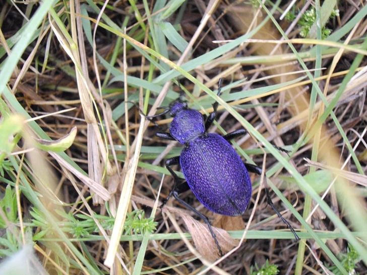 Крымская жужелица (Carabus scabrosus tauricus) | Источник: Rumlin, CC BY-SA 3.0, via Wikimedia Commons