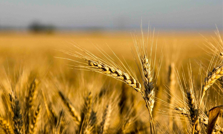 «Пшеничное» и «Темное»: уникальные новинки от «Балтики»