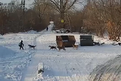 Стая собак в Челябинске нападает на детей