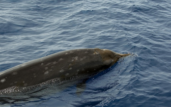 Найдено объяснение суицидальному поведению китов