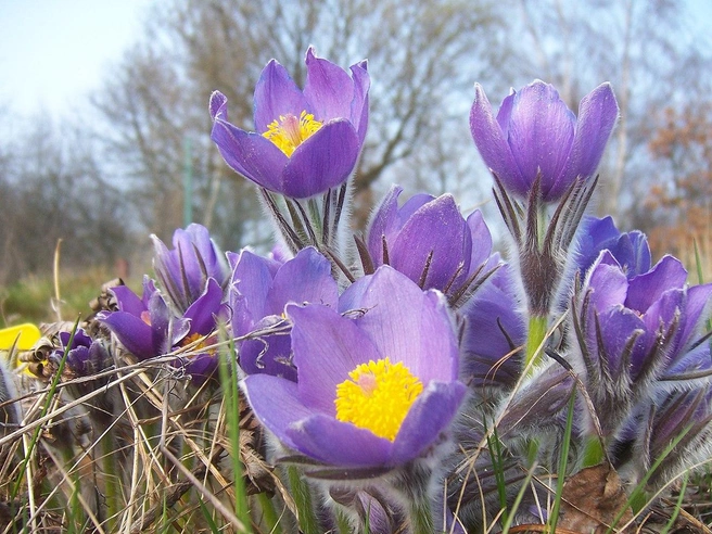 Прострел раскрытый (Pulsatilla patens) | Источник: Funkervogt / CC BY-SA 3.0