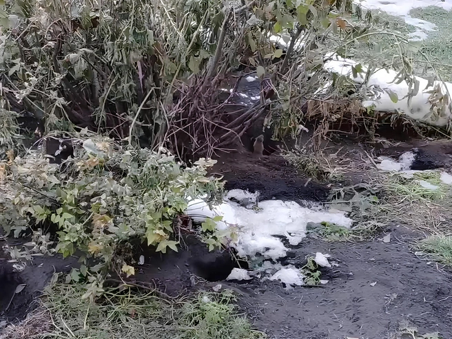 Местный житель заснял крыс на видео | Источник: Павел / Telegram