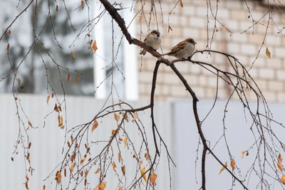 Russia Counts Sparrows Once Exported to China