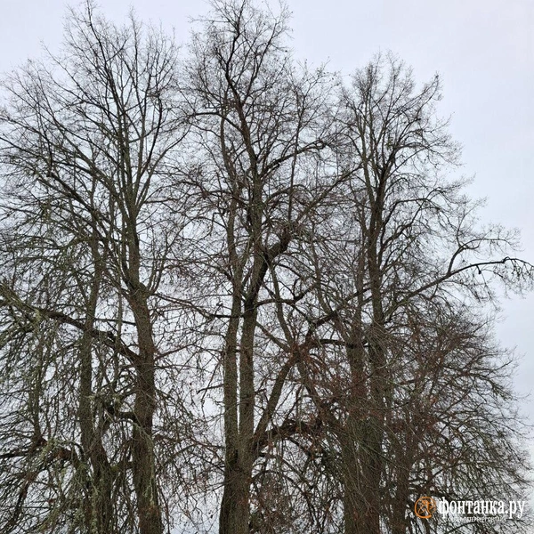 Источник: Ирина Багликова / «Фонтанка.ру»