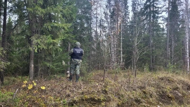 Житель Архангельской области ушел в лес за ягодами и встретил медведя | Источник: СК по Архангельской области и НАО