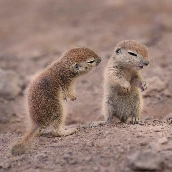 Источник: Nature Photographer of the Year