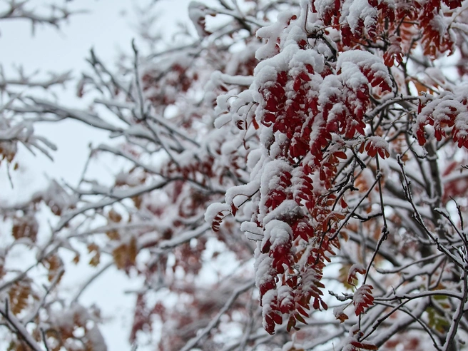 В Ярославской области ожидается выпадение снега | Источник: Александр Ощепков / NGS.RU