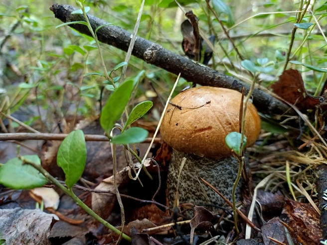 Источник: Светлана Звонарева