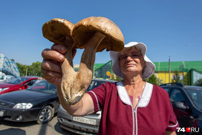 В августе продолжается сезон белых грибов  | Источник: Илья Бархатов / 74.RU