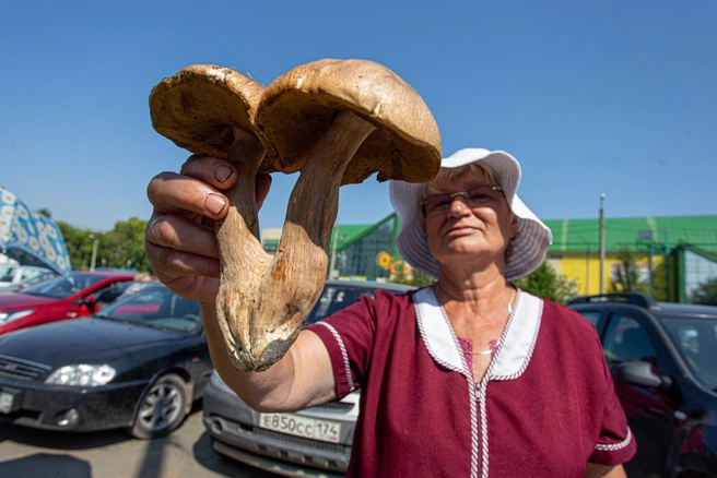 Небольшая тренировка перед тестом. Посмотрите внимательно на этот гриб. Как думаете, он настоящий или нет? | Источник: Илья Бархатов / 74.RU