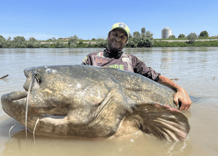 Царь-рыба из реки По: угадайте длину сома, которого поймал счастливый итальянский рыбак