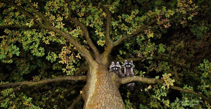Самые смешные фото енотов — победители Comedy Wildlife Photography Awards за всю историю | Источник: Comedy Wildlife Photography Awards