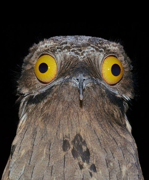 9 птиц с самыми странными именами