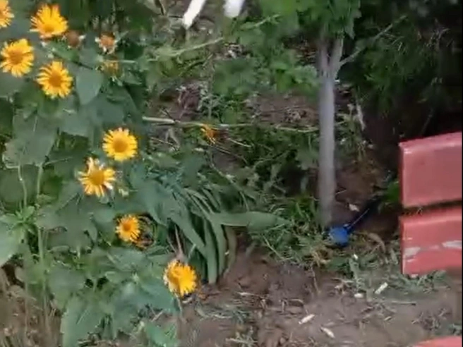 Это всё, что осталось от цветника | Источник: читатели V1.RU