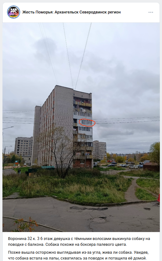 В Архангельске собака упала с балкона шестого этажа. Горожане говорят, что виновата пьяна девушка