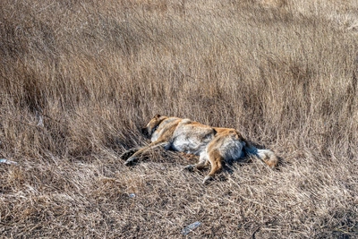 Dead Dog Left on Chita Street for Second Week