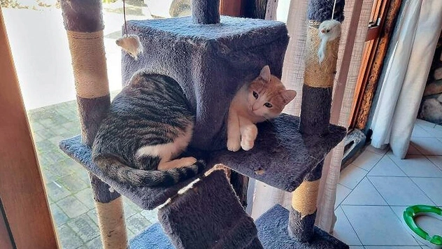 Самые смешные фото котов за осень 2025 года