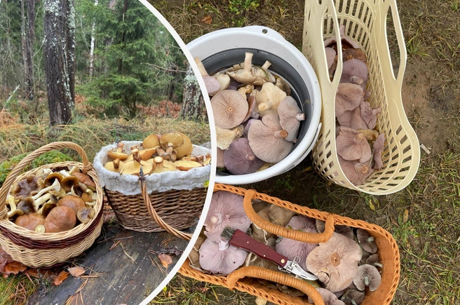 Рассказываем, какие грибы можно собрать в лесах Подмосковья в начале ноября | Источник: Александр Грибной / Милена Халикова / Грибы в Подмосковье 2025 / VK.com