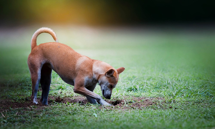 Почему собаки копают ямы и закапывают вещи?