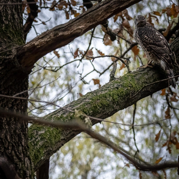 Источник: Антон Кубышкин / «Птицы СПб и России»