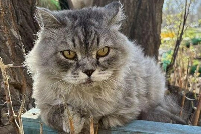 В Иркутске ищут хозяев для кота с хмурой мордочкой