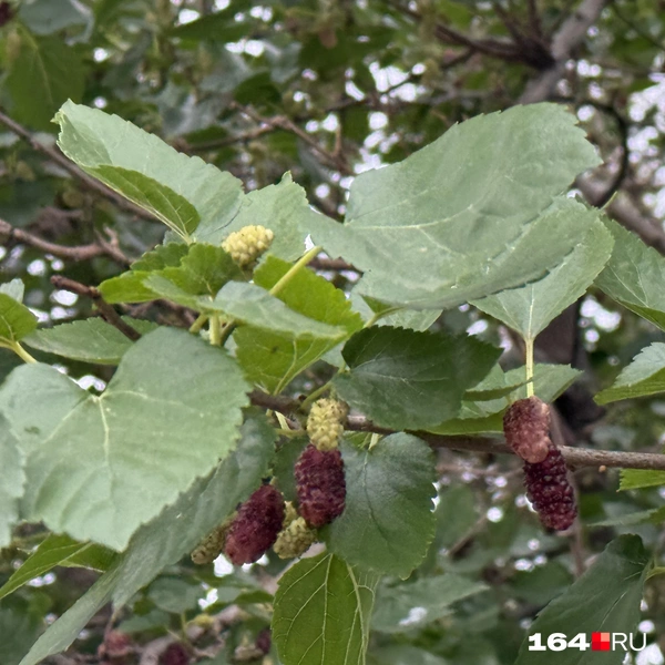 Источник: Сергей Петунин / 164.RU