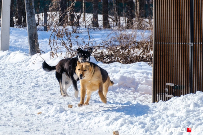 На участке установлены несколько вольеров, где и содержаться собаки  | Источник: Булат Салихов / UFA1.RU 