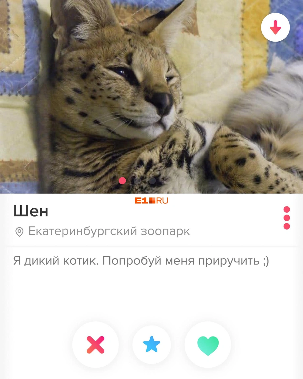 Обитатели Екатеринбургского зоопарка пошли искать себе пару в Tinder на  День святого Валентина, как выглядели бы их страницы. Екатеринбург, 14  февраля 2022 года - 14 февраля 2022 - Е1.ру