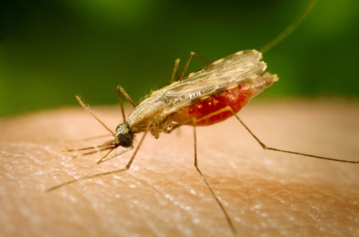 Малярийный плазмодий научился сопротивляться лекарствам