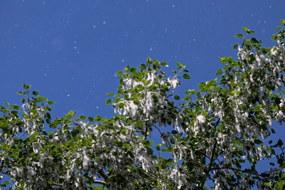 В Нижнем Новгороде ввели охранные зоны для трех тополей