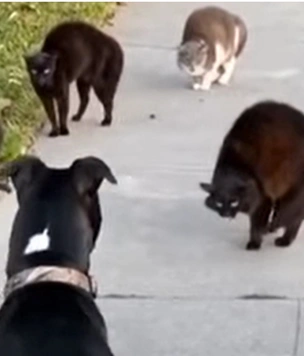 Банды Нью-Йорка. В США коты и собака устроили передел тротуара (видео)
