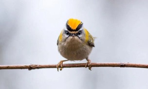 Умилительные моськи: 13 самых забавных мордочек в истории конкурса Nature Photographer of the Year