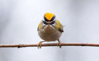 Умилительные моськи: 13 самых забавных мордочек в истории конкурса Nature Photographer of the Year