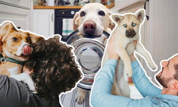 Эти 12 вещей очень сильно огорчают вашу собаку — а вы их допускаете?
