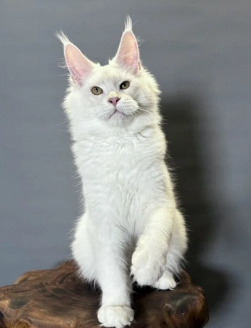 Источник: Avito.ru