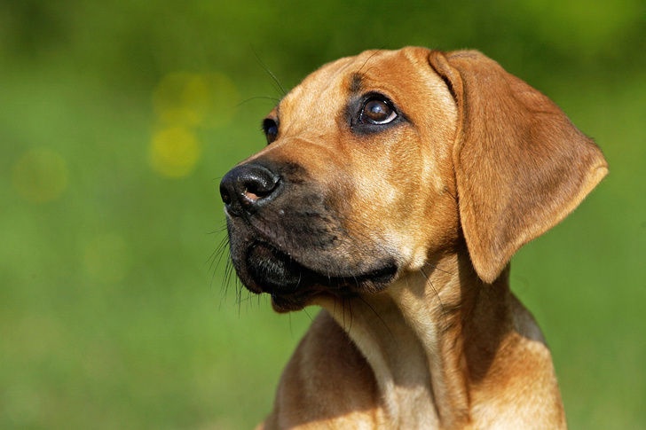 Собачий взгляд: 5 генетических мутаций, благодаря которым собаки стали лучшими друзьями человека