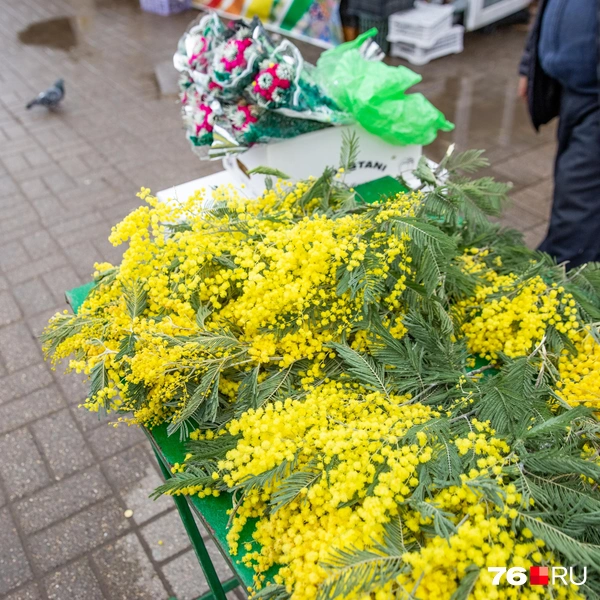 Ветки лежат не упакованными | Источник: Кирилл Поверинов / 76.RU