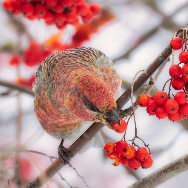 Источник: Параскева-в-шпинатах / Телеграм