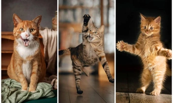 Кошка танцует, кошка кричит: 20 самых ярких снимков лауреатов ежегодной фотопремии 35awards