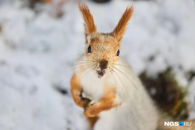 В Новосибирской области в ноябре может быть теплее, чем обычно | Источник: Александр Ощепков / NGS.RU