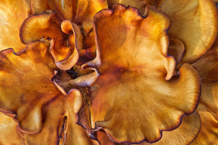 Как вырастают грибы-гиганты?