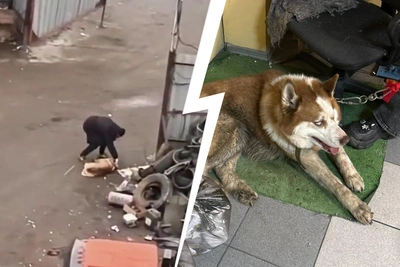 В Люберцах хаски жестоко избили арматурами на металлоприеме