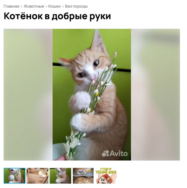 Не донес букет | Источник: Аvito.ru