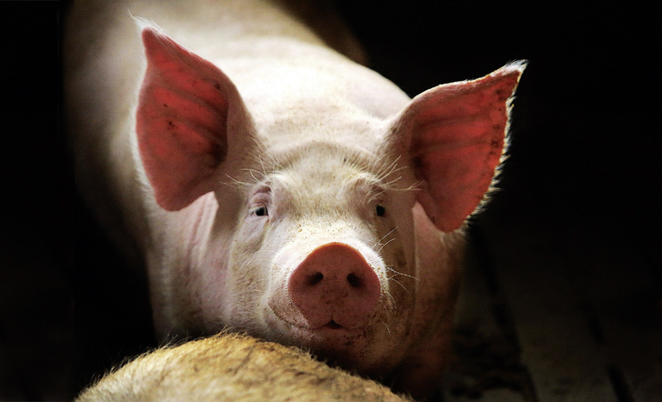 Отблагодарить по-свински: как свиньи приходят на помощь человечеству