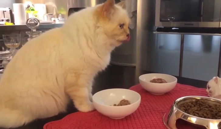 Карл Лагерфельд, великий модельер и иконическая фигура в мире моды, ушел из жизни, но его наследие продолжается жить. Одним из необычных элементов его завещания было оставлено более ста миллионов евро на уход за его любимой кошкой, Шупетт. И с тех пор Шупетт стала самой богатой кошкой в мире.