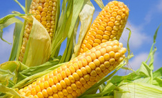 Какие вещества содержатся в кукурузе thumbnail