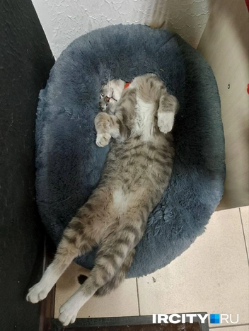 А теперь он вот такой солидный котяра | Источник: Денис Моисеев